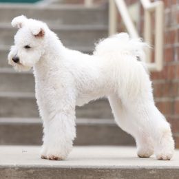 Pumi All Grown Up from Pimasz Kutya Kennel