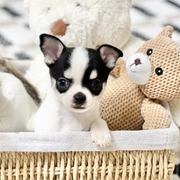 Roma - Black sabled fawn female Chihuahua puppy in Oviedo, Florida from ROYALCHIHUAHUAPUPPY