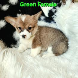 Green Female - Sable female Pembroke Welsh Corgi puppy in Wayne City, Illinois from Lash Livestock & Corgis