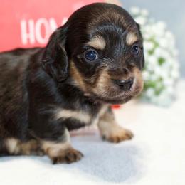 Lane - Black and cream male Dachshund puppy in Bellville, Ohio from JK Mini Doxies