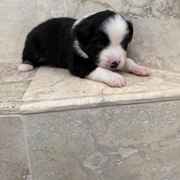 Creek - Black tri male Miniature American Shepherd puppy in Baker, Florida from East to Western Aussies