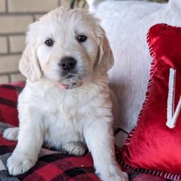 Golden Retriever Puppies from Mountain Sky Goldens   https://youtu.be/30SVQesEtig?si=CMjASv_Tza1VKSNt