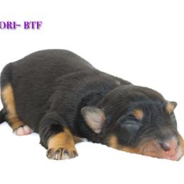 Nori - Black tri-color female Australian Shepherd puppy in Coldwater, Michigan from Northern Star Australian Shepherds