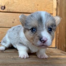 Boy 3 - Blue merle and white male American Corgi puppy in Pioneer, Michigan from Country Corners Corgis