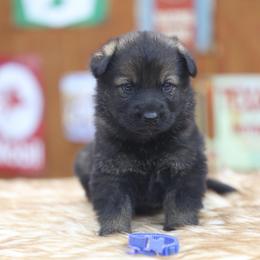 Blue collar - Sable male German Shepherd puppy in Philippi, West Virginia from Vom Haus Highlands
