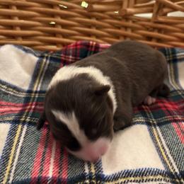 Jack - White and red male Border Collie puppy in Centerton, Arkansas from Chappell Breeding