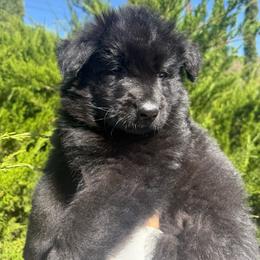 Nala - Black female German Shepherd puppy in Anza, California from Top Shepherd - Snow Angels Bichon Frisé, Maltise, toy Poodles.
