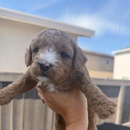 Champ - Apricot male Goldendoodle puppy in Stockton, California from Family Doodles