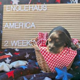 America - Black and tan female Dachshund puppy in Indianapolis, Indiana from Englehaus Dachshunds