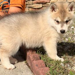 Gray boy - Gray and white male Siberian Husky puppy in Jacksonville, North Carolina from Seabound Siberians