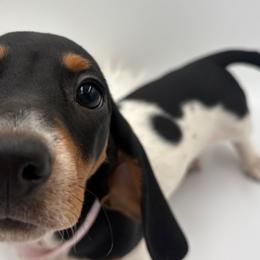 Dachshund Puppies from Pine & Pasture Dachshunds