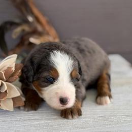 Donut - Blue merle female Bernedoodle puppy in El Campo, Texas from Little Fur Friends Bernedoodles