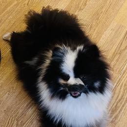 Sesame - Pomeranian