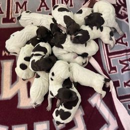 Wirehaired Pointing Griffon Puppies from Ashli Hall
