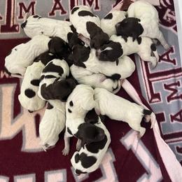 Wirehaired Pointing Griffon Puppies from Ashli Hall