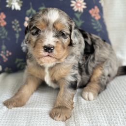 Bernedoodle Puppies from Blessings Pups Doodles