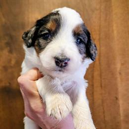 Mariah Carey - Grey and white female Bernedoodle puppy in Pollock Pines, California from Ten Acre Wood Doodles