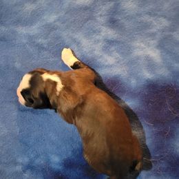 Lauren Daigle - Brown and white female Saint Bernard puppy in Lowpoint, Illinois from Minnie's Majestic Saints