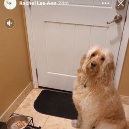 Bernedoodle, Goldendoodle, and Aussiedoodle All Grown Up from Arizona Goldendoodles