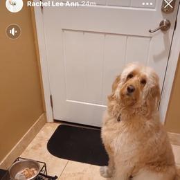 Bernedoodle, Goldendoodle, and Aussiedoodle All Grown Up from Arizona Goldendoodles
