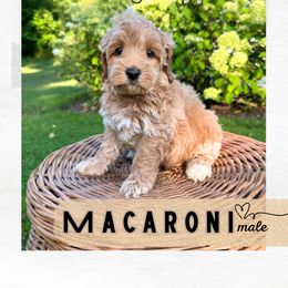 Macaroni - Gold male Australian Labradoodle puppy in Mendon, Massachusetts from New England Labradoodles