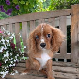 Rufus - Ruby male Cavalier King Charles Spaniel puppy in Salt Lake City, Utah from Cavaliers Love