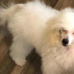 Poodles from Stormborn