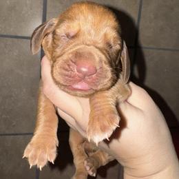 Boy - Red male Bloodhound puppy in Conway, Missouri from Ozark Mountain Kennel