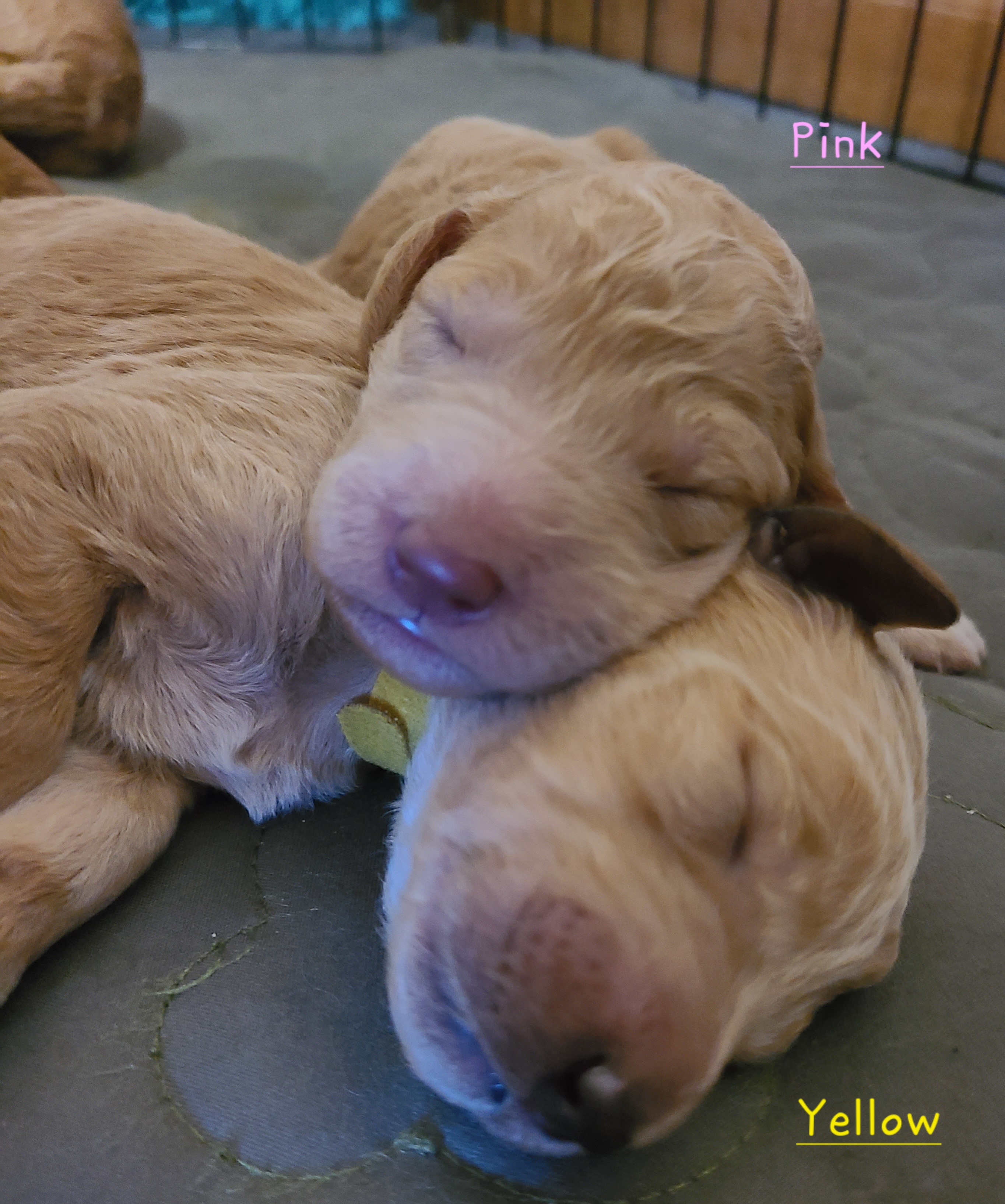 Goldendoodles from Doodle Den