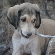 Saluki Puppies from Obi-Wan Salukis