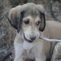 Saluki Puppies from Obi-Wan Salukis