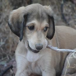 Saluki Puppies from Obi-Wan Salukis