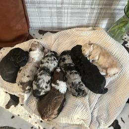Aussiedoodle puppies from Dutch’s Doodles
