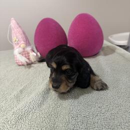 Poppy - Black and tan female Dachshund puppy in Dawson, Alabama from Bells Dashing Dachshunds