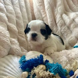Minnie - Black and tan female Shih Tzu puppy in Kettering, Ohio from LaDawn’s Little Lions
