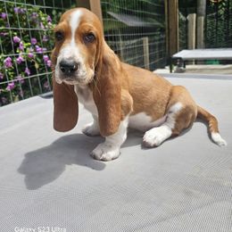 Meatball - Brown and white male Basset Hound puppy in Big Rapids, Michigan from Basket Hound Bassets