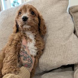 Pondo - Red male Cavapoo puppy in Sisters, Oregon from Saunders Hideaway Homestead