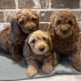 Bernedoodle, Goldendoodle, and Poodle Puppies from Kingdom Kennels