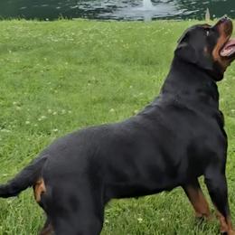 Cane Corso, Doberman Pinschers, and Rottweilers from Lazy A Ranch & Kennels