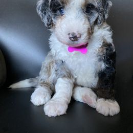 Bernedoodle Puppies from Gaston’s Posh Poodles and Doodles