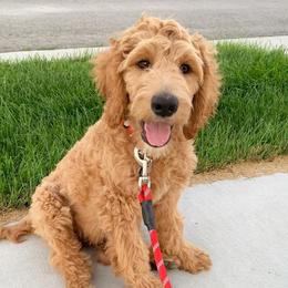 Goldendoodle Puppies from Sunnydoodle Utah