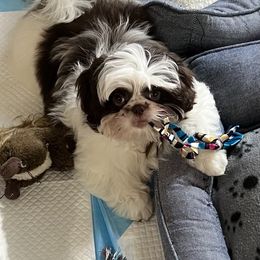 Bambi - Liver and white male Shih Tzu puppy in Miami, Florida from Mayra’s Shih Tzus