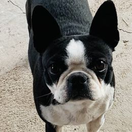 Boston Terriers from Gold Buckle Kennel