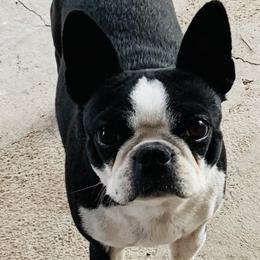 Boston Terriers from Gold Buckle Kennel