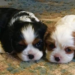 Cavalier King Charles Spaniel Puppies from Sophie’s AKC Cavaliers