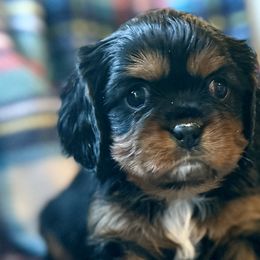 Aussiedoodles, Cavalier King Charles Spaniels, Cavapoos, and Goldendoodles from Harvest Creek