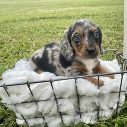 Dachshunds from Walden’s Dachshunds