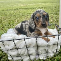 Dachshunds from Walden’s Dachshunds