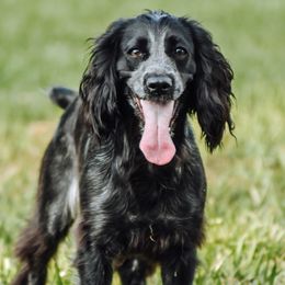Stitch - English Cocker Spaniel