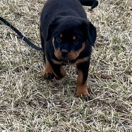 Rottweiler Puppies from Vom Uberlegenen Rottweilers